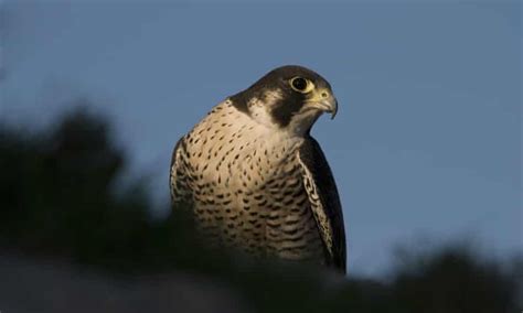 maltese falcon makes a comeback birds the guardian