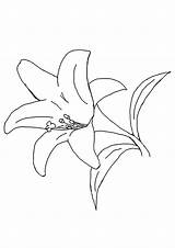 Lily Coloring Pages Flowers Tulip Leaf Different Daffodil Parentune Kids Worksheets Lilly Printable sketch template