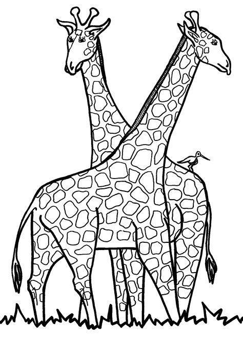 coloring page giraffe clipart  clipart