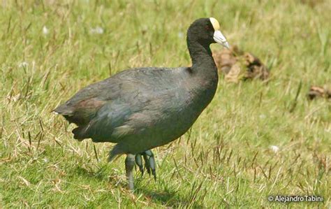 andean coot