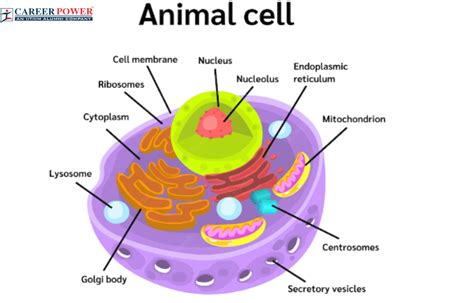animal cell diagram structure parts definition  functions
