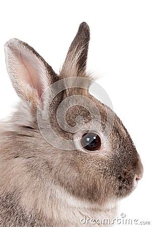 portrait   bunny rabbit stock photo image