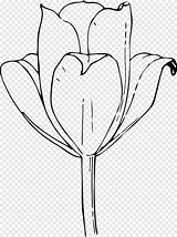 Tulip Mewarnai Bunga sketch template