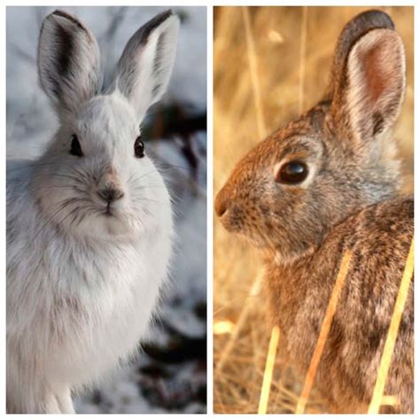 Five Differences Between Rabbits And Hares Modern Farmer