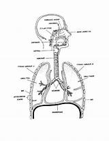 Respiratory Diagrams Book sketch template