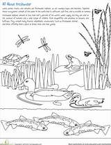 Marsh Wetlands Habitats sketch template