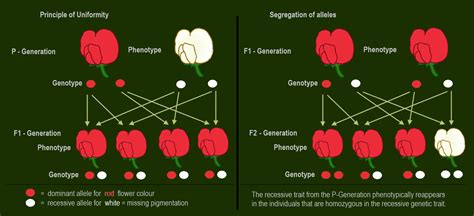 Laws Of Inheritance [mendels Laws] Wize University Biology Textbook