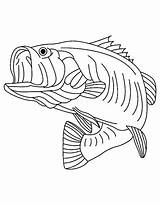 Bass Coloring Fish Pages Drawing Striped Sea Predator Fishing Largemouth Walleye Clipart Mouth Large Boat Drawings Book Kids Outline Color sketch template