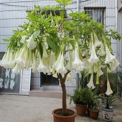 compare prices on datura flower online shopping buy low price datura