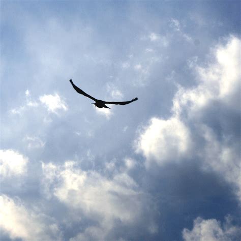 bird flying  blue sky  clouds picture  photograph