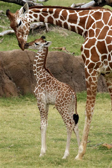 giraffe  giraffe birth  animal planet
