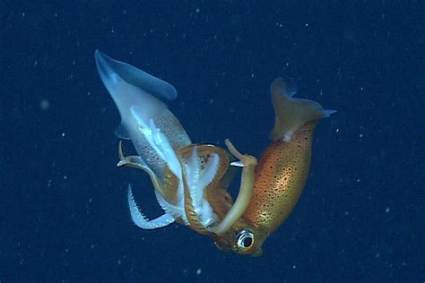 deep sea squid cannibals battle     fight   death