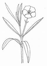 Oleander Flower Coloring sketch template