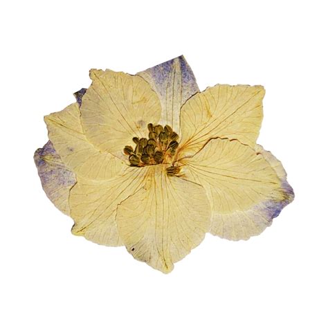 flor prensada amarilla  png