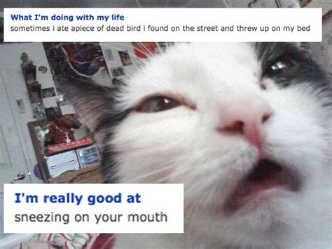 The Cat Who Was Clearly High When He Made This Profile Images Droles