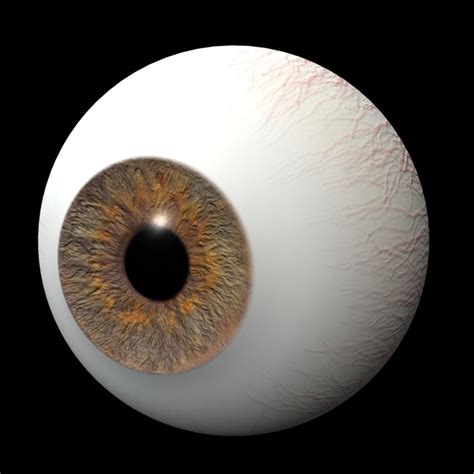model eye iris