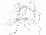 Cat Line Drawing Coloring Lineart Face Realistic Warrior Portrait Pages Cats Printable Outline Drawings Supercoloring Cliparts Icon Woman Painting Kittens sketch template