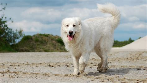 great pyrenees   dogs