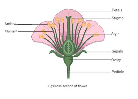 The Female Reproductive Organs In A Flower Is A Sepals Class 11 Biology