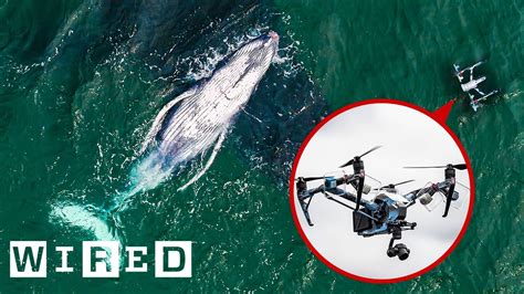 drones catch whale snot  biology research wired youtube