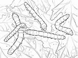 Seda Gusanos Colorare Silkworm Seta Cocoon Bicho Moth Bruchi Lagartas Disegno Caterpillars Insectos sketch template