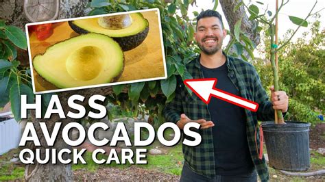 How To Grow Hass Avocados Quick Care Guide Youtube