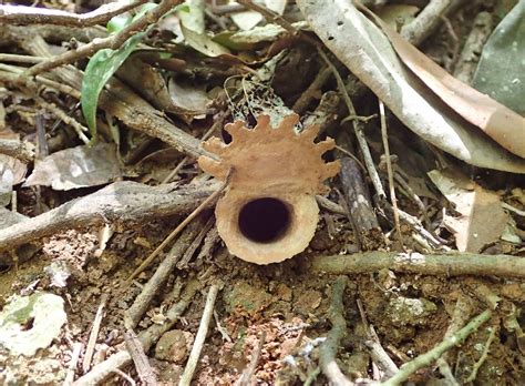 species  australian trapdoor spider   scientists  century