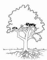 Tree Coloring Trees Pages Printable Clipart African Acacia Colouring Roots Getcolorings Parts Library Popular Natural Print sketch template