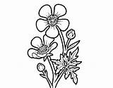 Ranuncolo Colorir Fiore Ranunculus Acris Acolore Desenhos sketch template