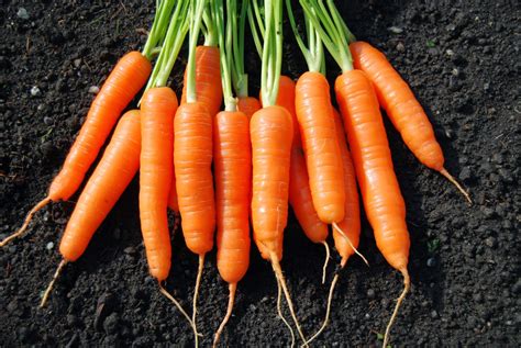 menanam wortel  baik  benar referensi tani kebun