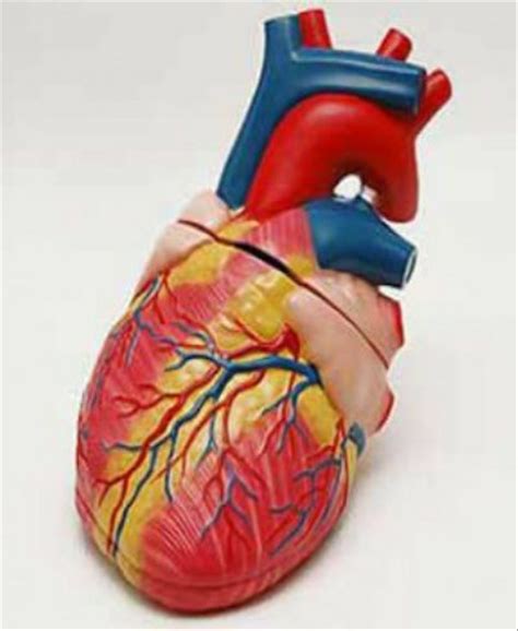 gambar jantung manusia sistem peredaran darah manusia gambar urutan