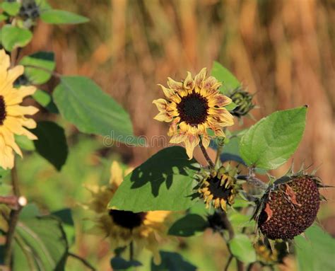 resilient sunflowers  fall sunshine stock image image  change blossoms