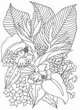 Happyfamilyart Tropicalflowers sketch template