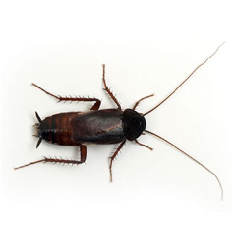 Oriental Cockroach Pelgar Usa