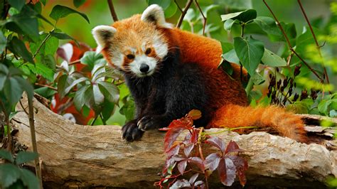 How Many Red Pandas Are Left In The Wild Reader S