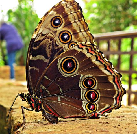 beautiful butterflies   world stranitsa  info