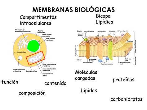 membranas biologicas powerpoint  id