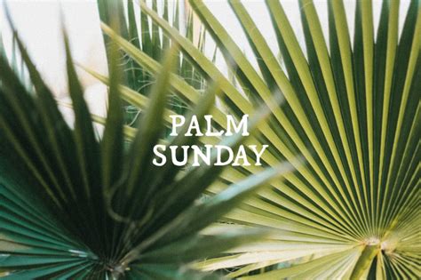 palm sunday       palms blessed francis