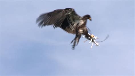 drones  bald eagle     cbs news
