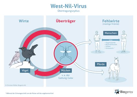 das west nil virus wnv biogents ag