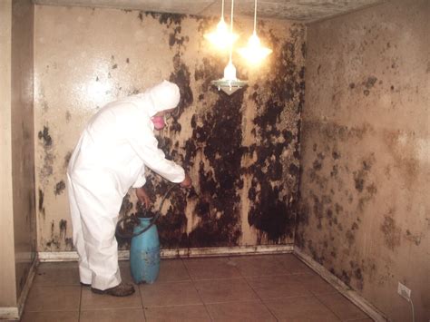 mold removal   call    family safe