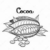 Cacao Colorare Disegno Frutta Kakaofrucht Graphique Coloriage Grafische Ispirazione Buccia Pagine Arance Stampabili Vecteur Beans Illustrationen sketch template