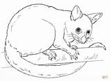 Possum Coloring Drawing Draw Brushtail Pages Common Drawings Line Step Animal Australian Magic Easy Sketch Kids Cartoon Animals Sketches Supercoloring sketch template