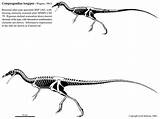 Compsognathus Skeletal Archaeopteryx Coloring Theropod Reconstructions sketch template