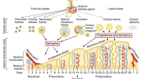 ovarian cycle menstrual cycle online biology notes