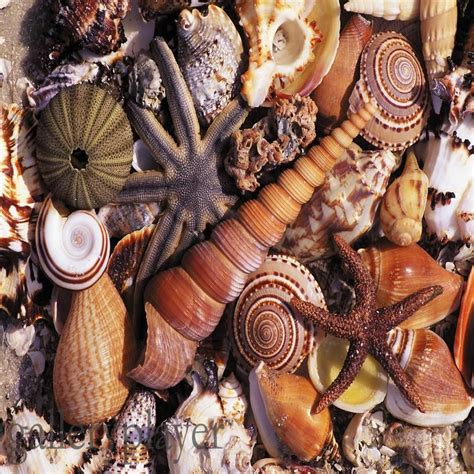 sea shells sea shells sanibel island shells shells