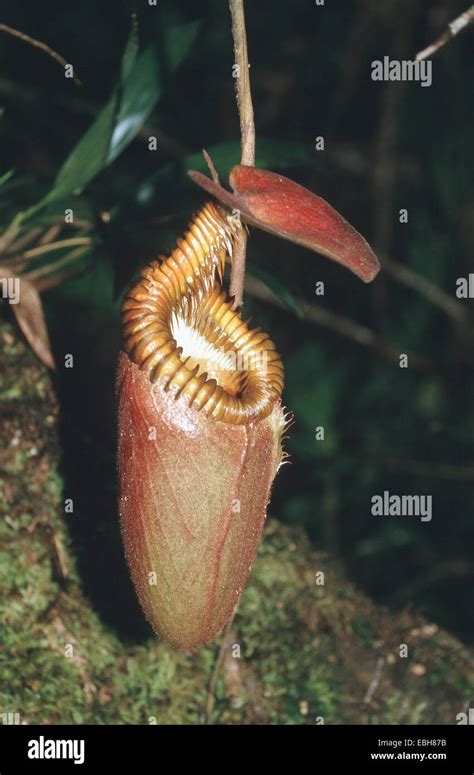 picther plants nepenthes spec stock photo alamy