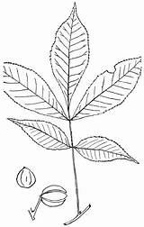 Hickory Clipart Etc Outline Leaves Raf Genus Nutt Carya sketch template