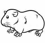 Pig Guinea Pigs Sheet Bestcoloringpagesforkids sketch template