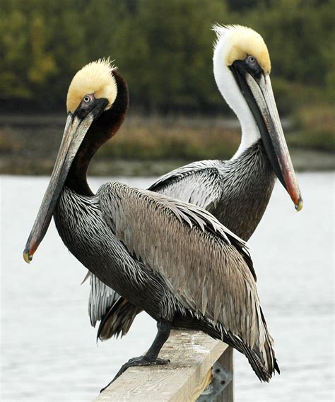 brown pelican friends   migratory birdduck stamp